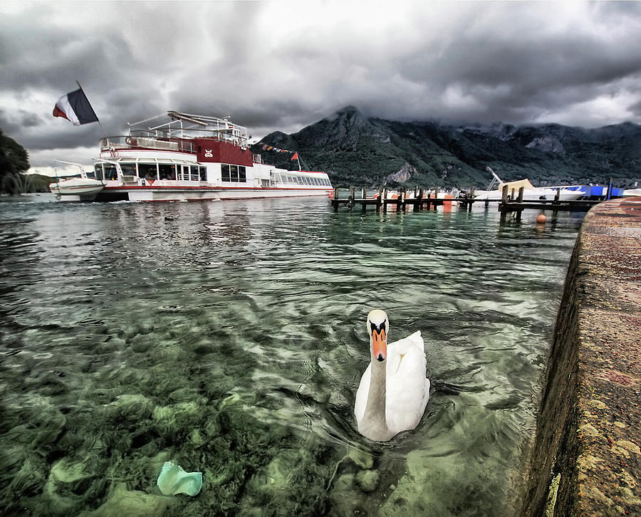 Swan On Lake Annecy, France Photograph by L. Toshio Kishiyama