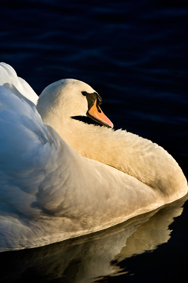 Swan on Lake Photograph by John Magyar Photography