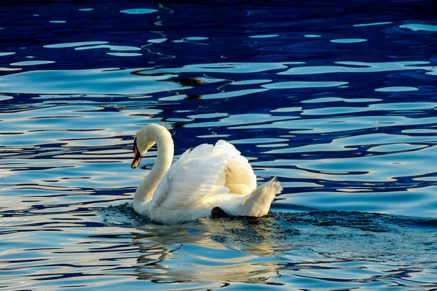 Swan on Lake Lucerne Photograph by Marilyn Burton