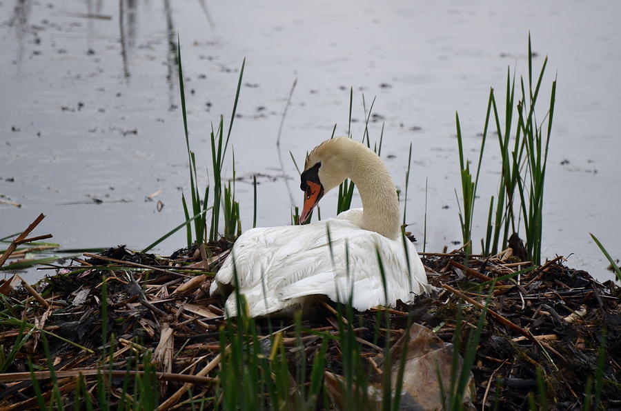 Swan on Nest in Rainy Marsh Photograph by Maureen E Ritter