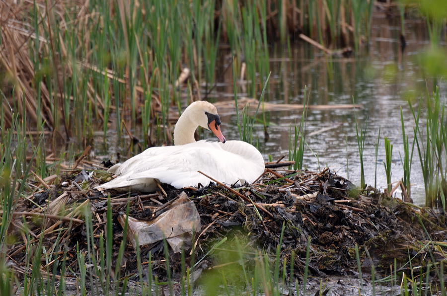 Swan on Nest Netcong Photograph by Maureen E Ritter