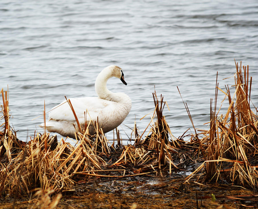 Swan Photograph - Swan on Shore by Linda Kerkau