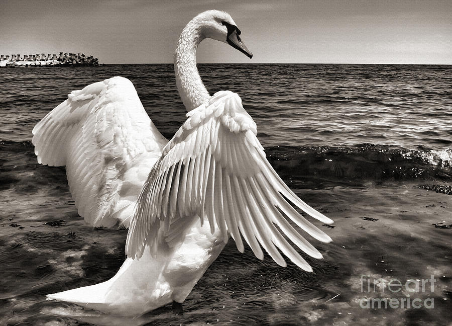 Swan on the Black Sea shore Photograph by Daliana Pacuraru