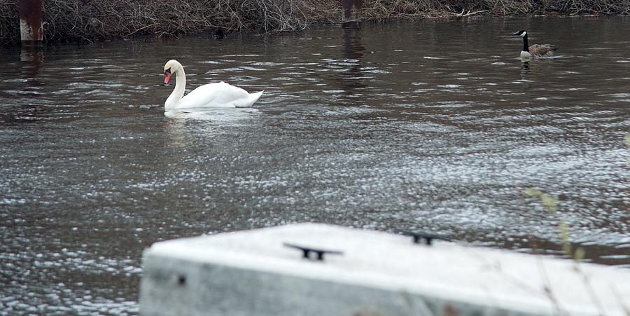 Swan Photograph - Swan on the Water by Linda Kerkau