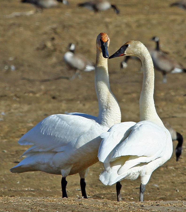 Swan Photograph - Swan Pair by Dee Carpenter
