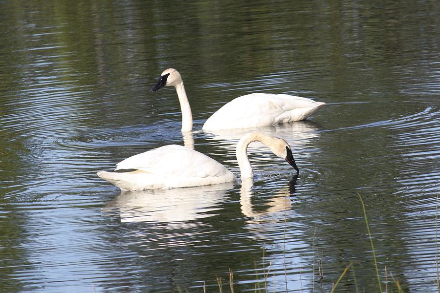 Swan Pair Photograph by Lucinda VanVleck