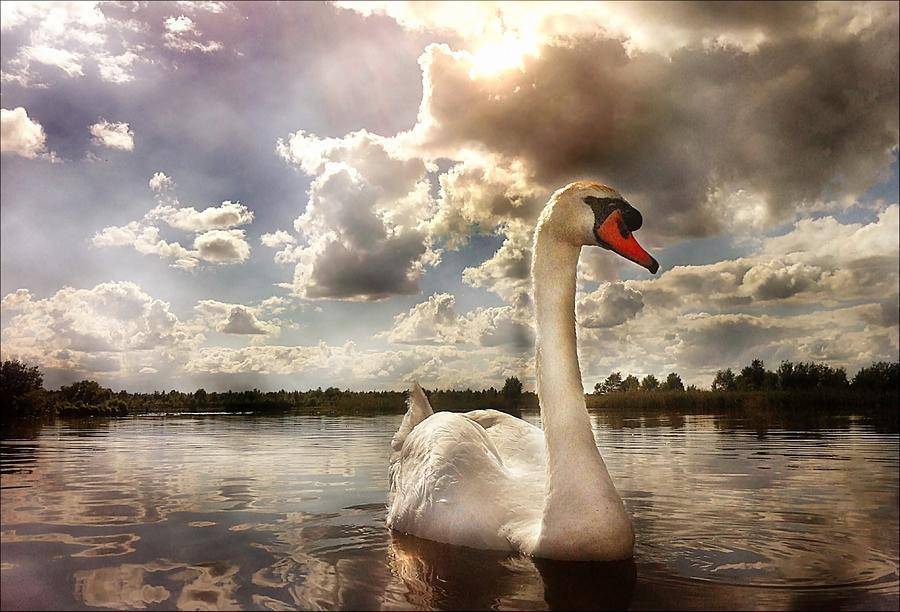 Swan Photograph by Paul Moore Photography
