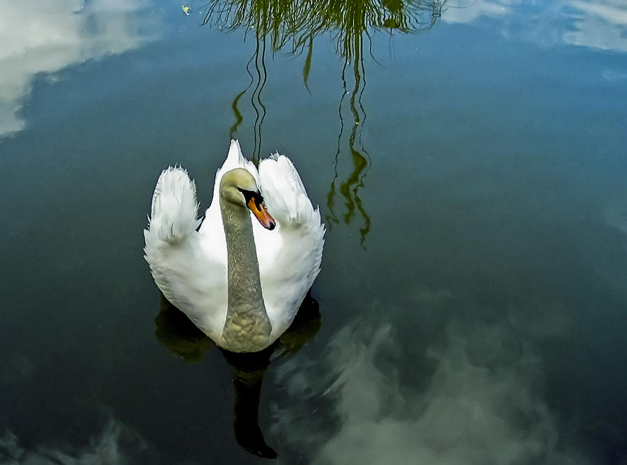 Swan Photograph by Paulo Goncalves