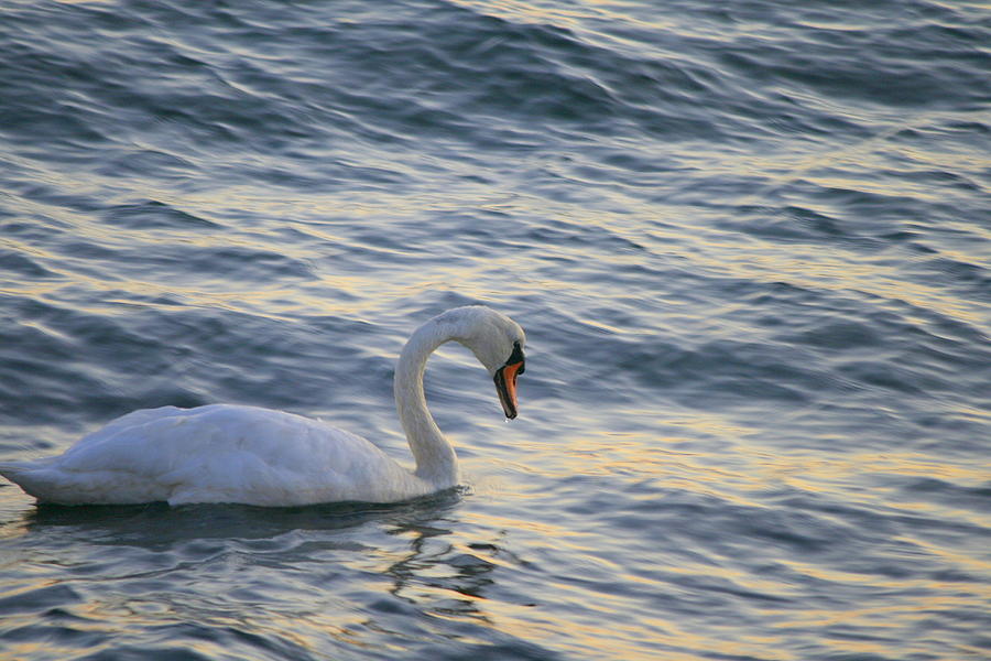 Swan Photograph - Swan Portrait  by Neal Eslinger