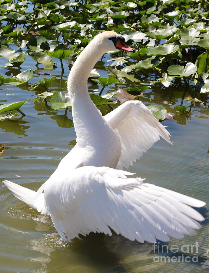 Swan Photograph - Swan Pose by Carol Groenen