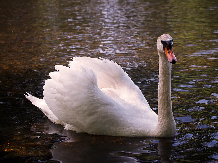 Swan Photograph - Swan Pose by Rona Black