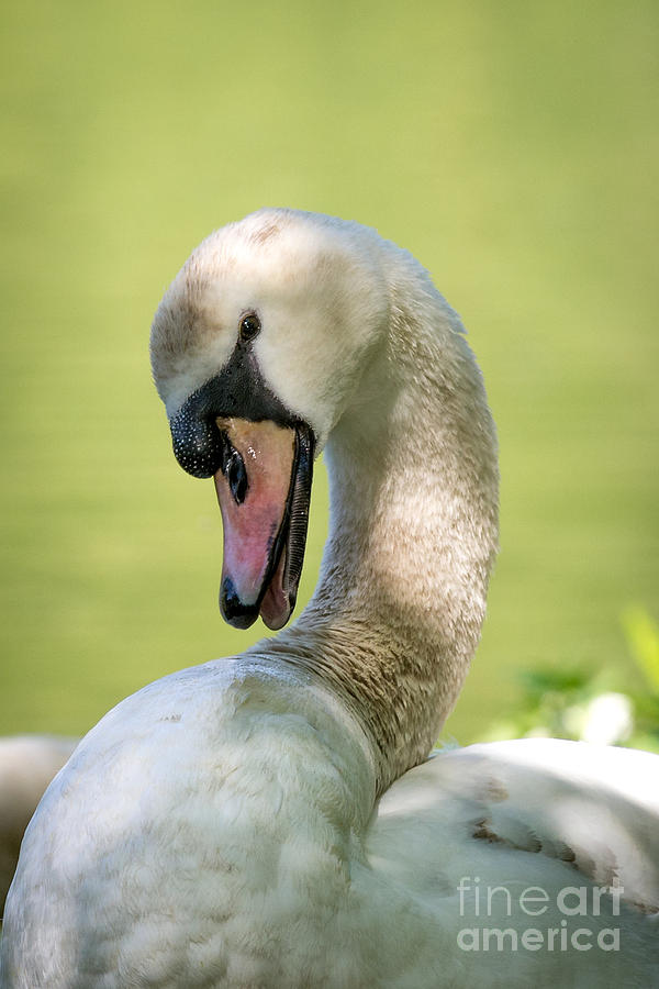 Swan Posing Photograph by Matt Malloy