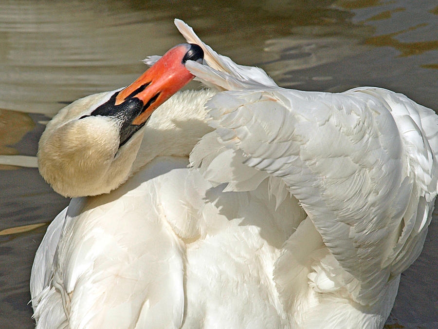 Swan Preening In The Sunshine Photograph by Gill Billington