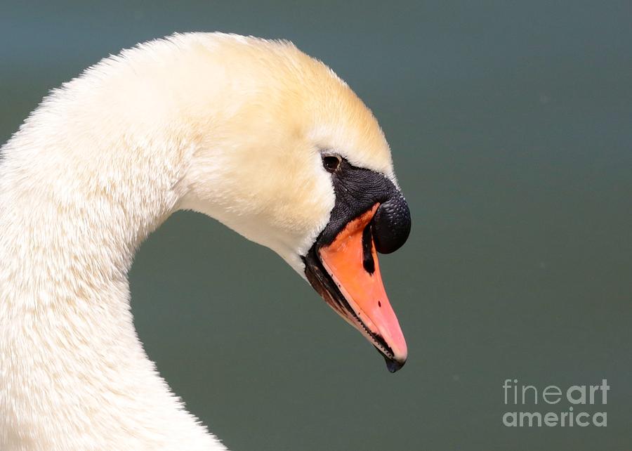 Swan Profile Photograph by Carol Groenen