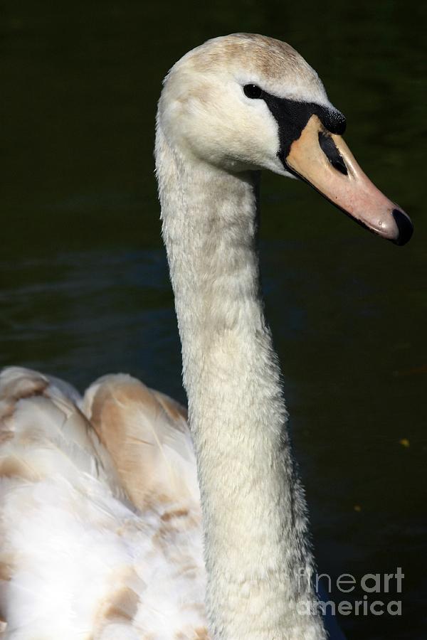 Swan Profile Photograph by Jeremy Hayden