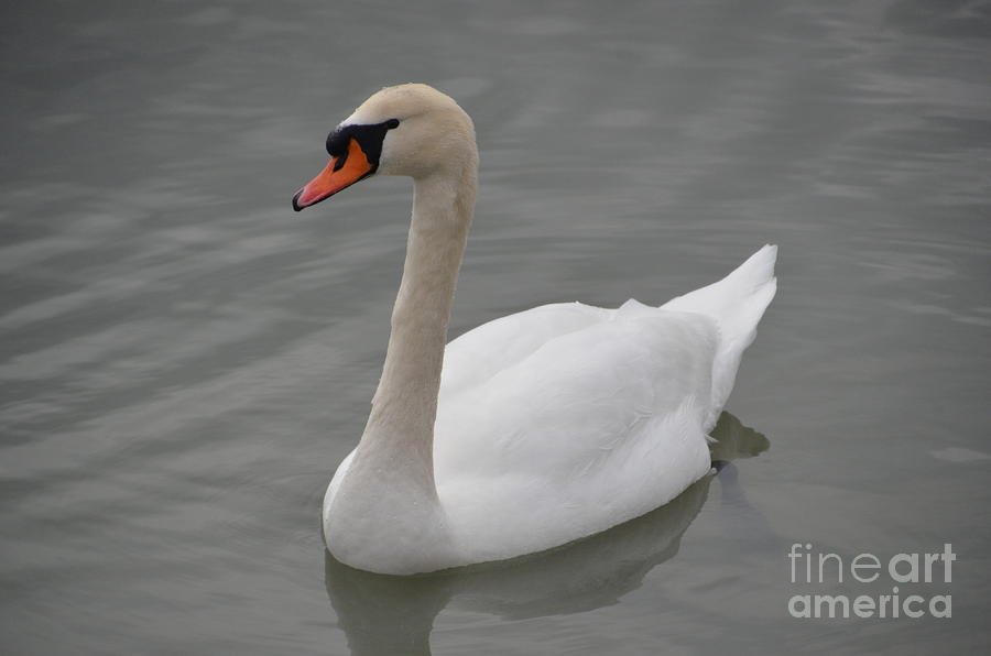 Swan Photograph by Randy J Heath