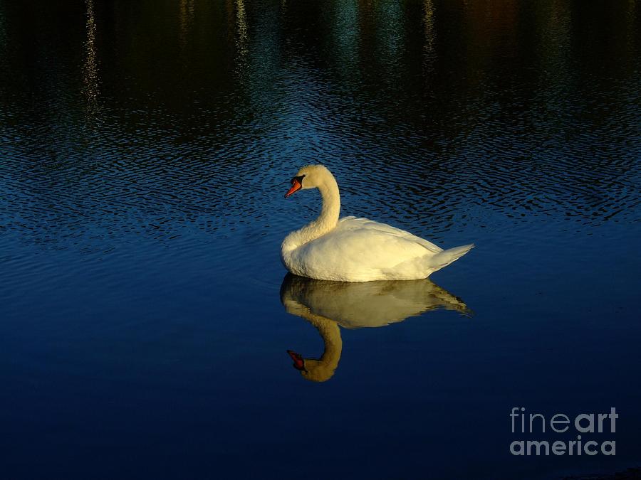 Swan Reflection Photograph by Bob Sample