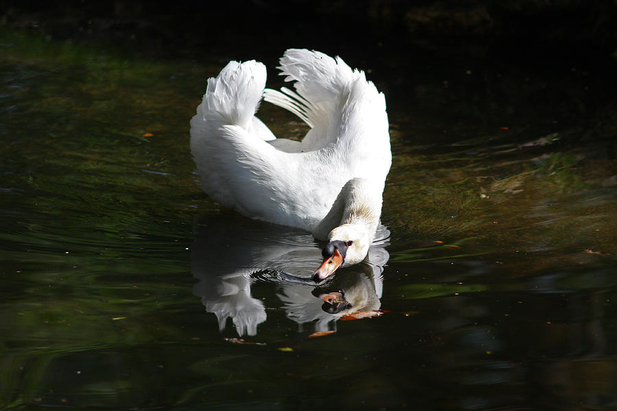 Swan Reflection Photograph by Jean Clark