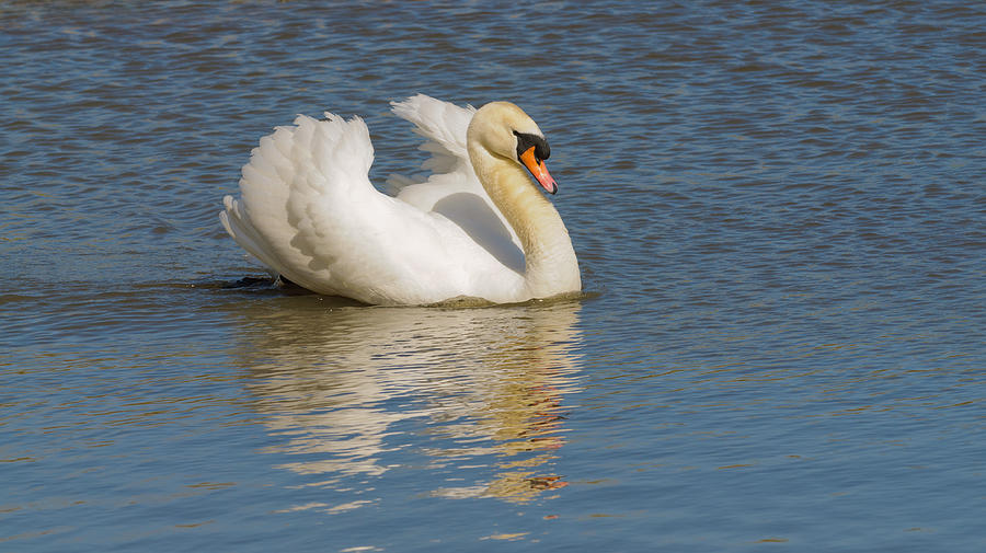 Bird Photograph - Swan reflection by Jeffrey Banke