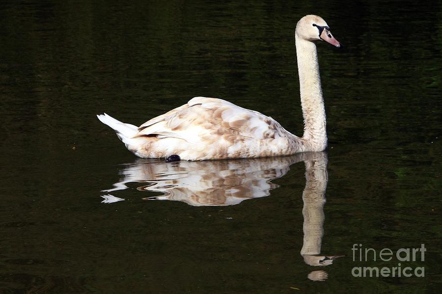 Swan Reflection Photograph by Jeremy Hayden