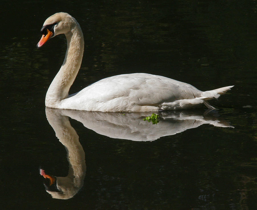 Swan Reflection Photograph by John Topman