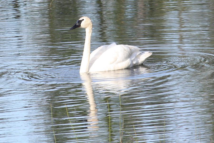 Swan Reflection Photograph by Lucinda VanVleck