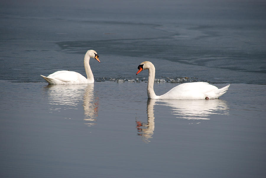 Swan Reflection by Pristine Images Swan Reflection by Pristine Images