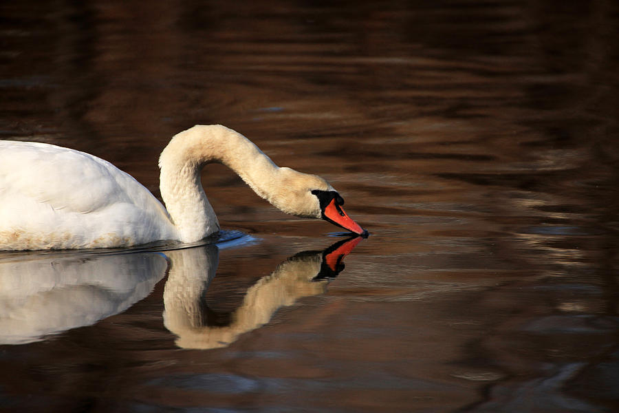 Swan Reflects Photograph by Karol Livote