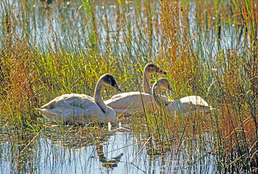 Swan refuge Photograph by Dennis Cox