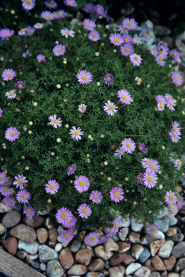 Swan River Daisy Flowers Photograph by A C Seinet/science Photo Library