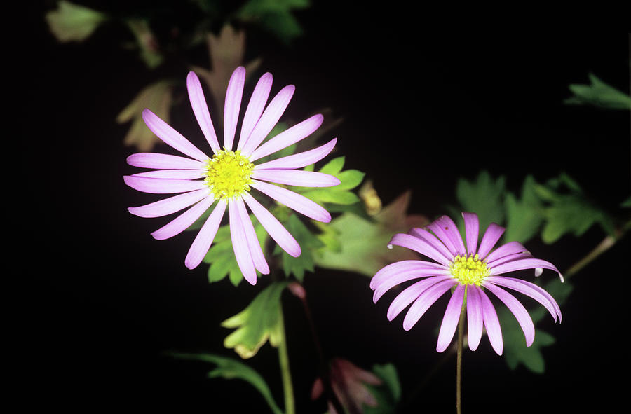 Swan River Daisy Photograph by M F Merlet/science Photo Library