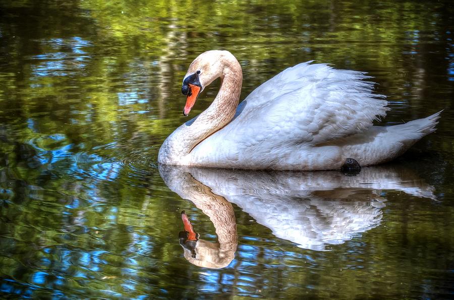 Swan Photograph by Ronda Ryan