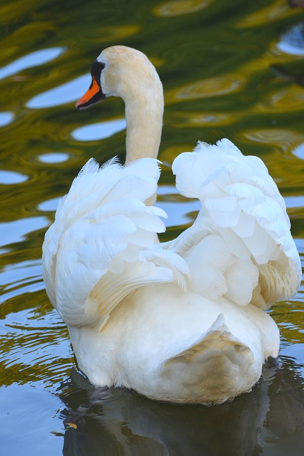 Swan ruffled feathers Photograph by Toby McGuire
