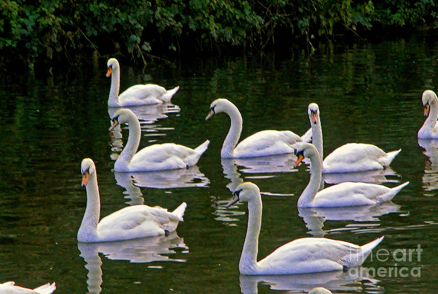Imagery Photograph - Swan School in colour by Richard Morris