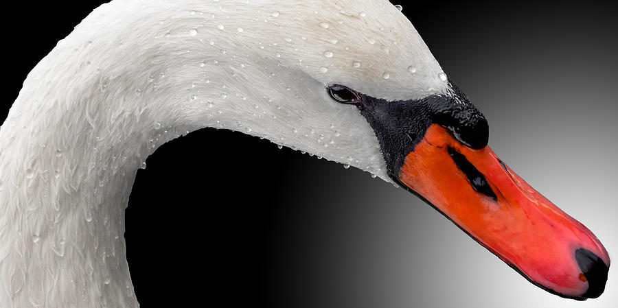 Swan Shine 3 Photograph by Brian Stevens