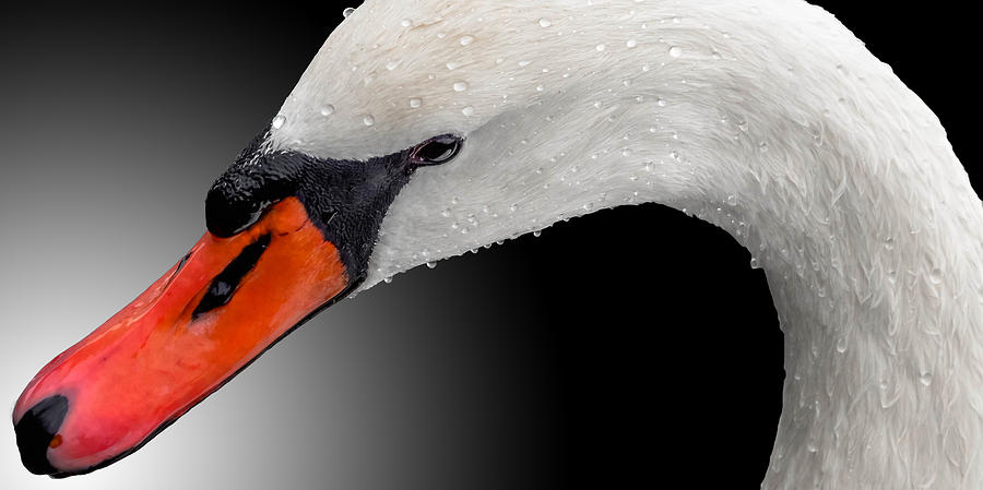 Swan Shine 3 Redux Photograph by Brian Stevens