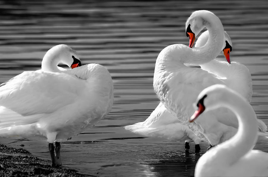 Swan Shine Photograph by Brian Stevens
