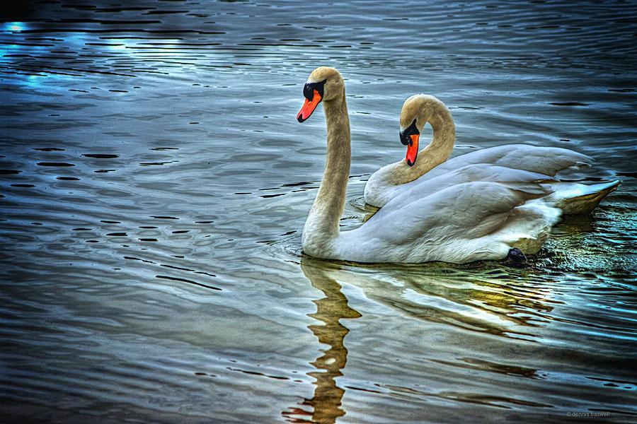 Swan song Photograph by Dennis Baswell