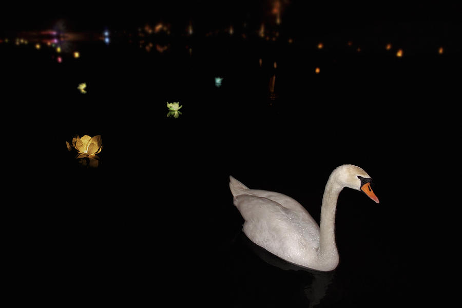 Swan Song - Flower Lanterns Photograph by Jason Politte