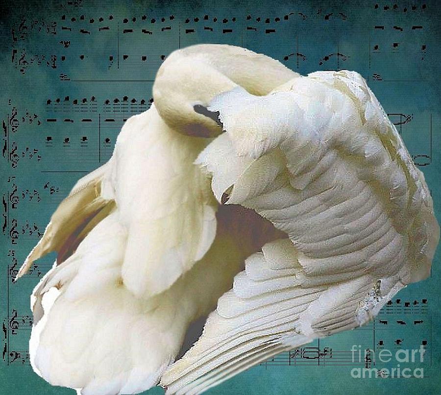 Swan Song Photograph by Janette Boyd