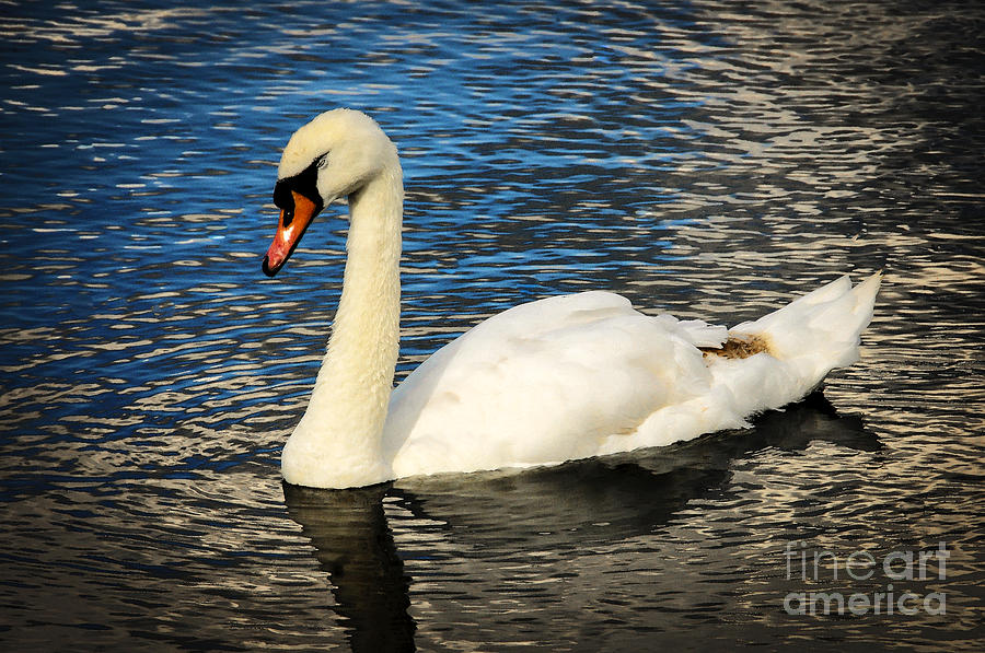 Swan Song Photograph by Ken Johnson