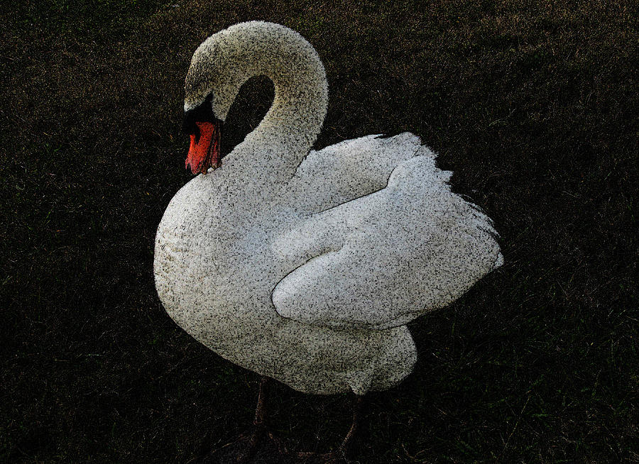Swan Song Photograph by Lenore Senior