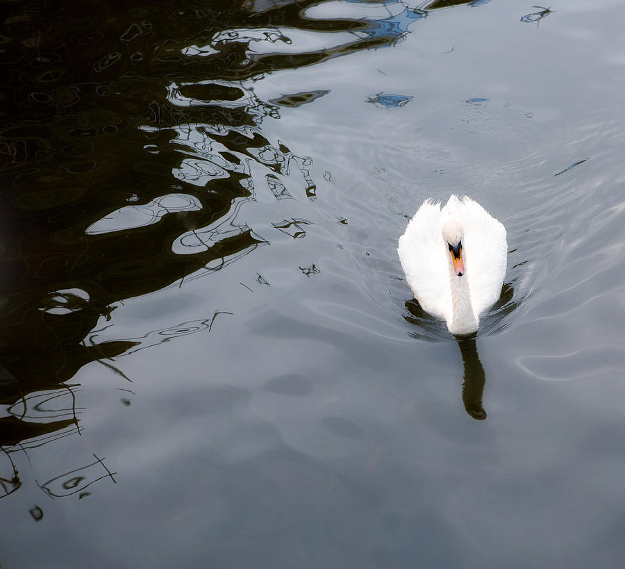 Swan Photograph - Swan Song by Rebecca Cozart