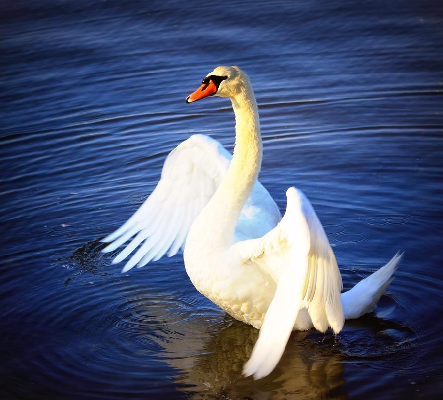 Swan Spreading Its Wings Photograph By Aurelio Zucco Fine Art America 