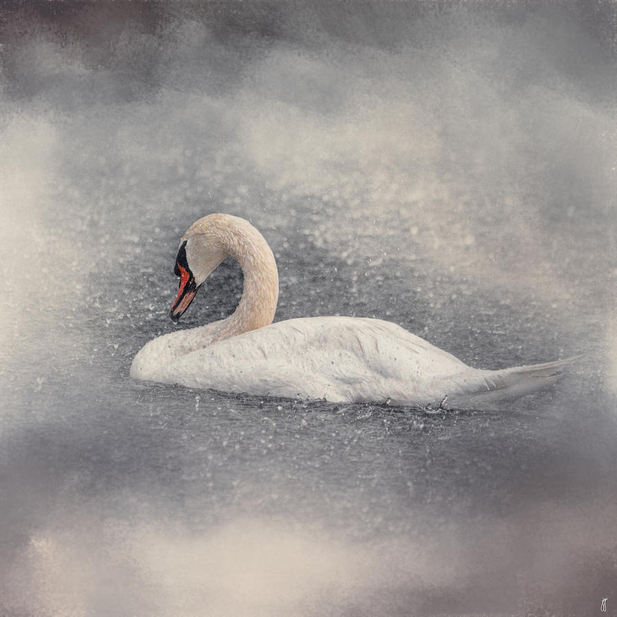 Swan Storm - Wildlife Photograph by Jai Johnson