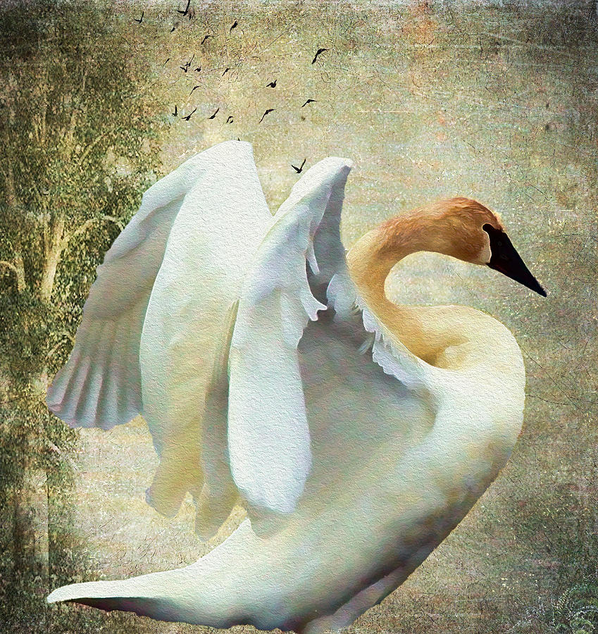 Swan Photograph - Swan - Summer Home by Kathy Bassett