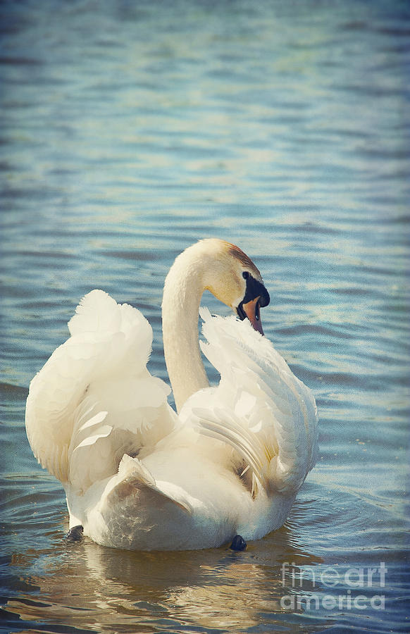 Bird Photograph - Swan by Svetlana Sewell