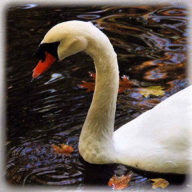Swan Photograph - #swan #swim #fall #autumn  #elegant by Jan Pan
