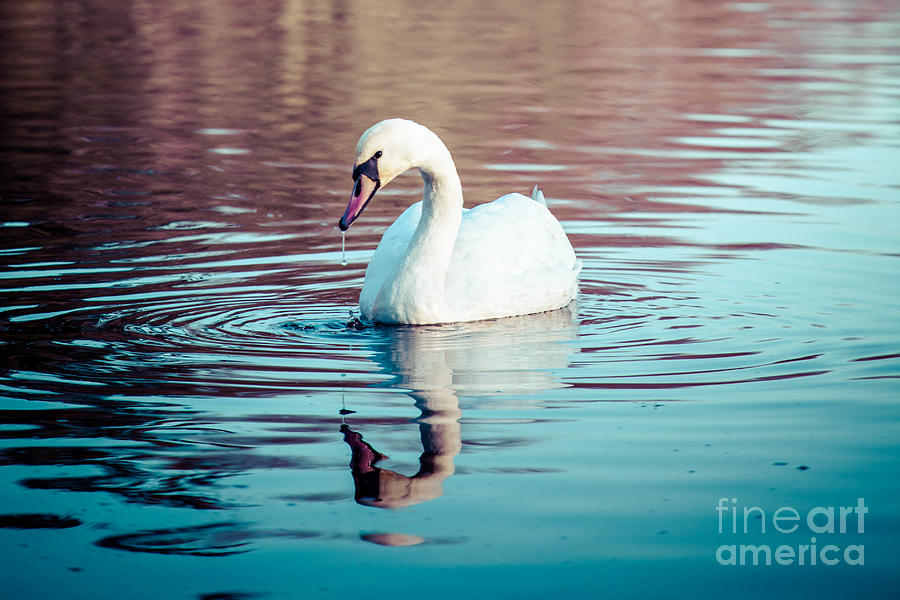 Swan Photograph - Swan swimming in the lake at sunset by Mariusz Prusaczyk
