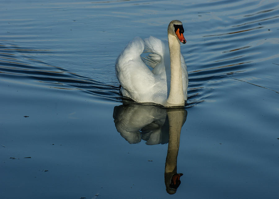 Swan Symmetry -  Graceful Cygnus Olor Photograph by Georgia Mizuleva